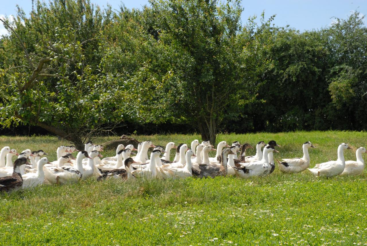 Canards en pature